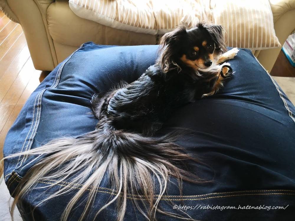 長いしっぽは優雅さの証 - Rabistagram