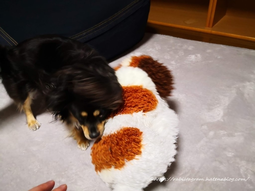 ヨーゼフはともだち Rabistagram ヨーゼフはともだち Rabistagram