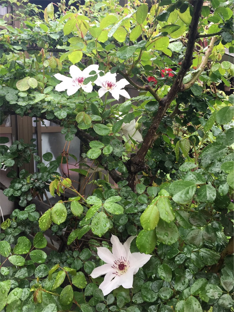 f:id:happyseeker:20170501121715j:image
