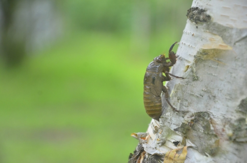 f:id:happyset8enspinner:20180709191044j:plain f:id:happyset8enspinner:20180709191044j:plain