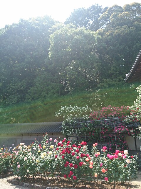 f:id:happytama:20170524145621j:image f:id:happytama:20170524145621j:image