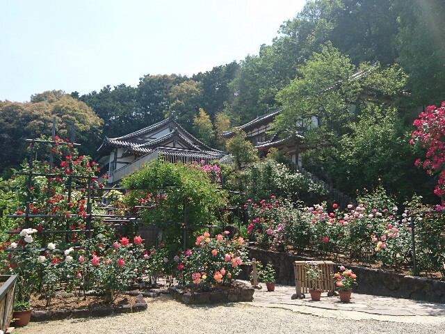 f:id:happytama:20170524150508j:image f:id:happytama:20170524150508j:image