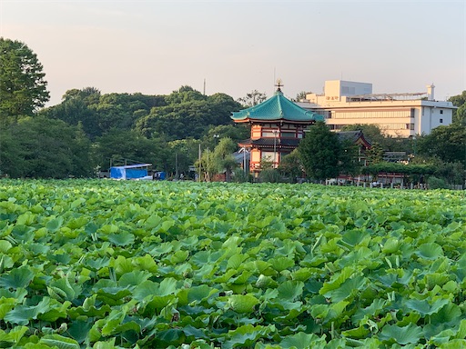 f:id:happyunagi-yuko:20200608220920j:image