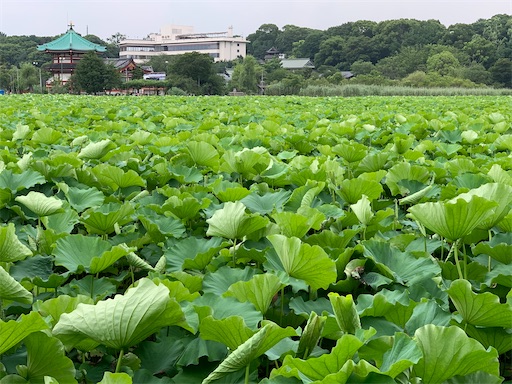 f:id:happyunagi-yuko:20200620220504j:image