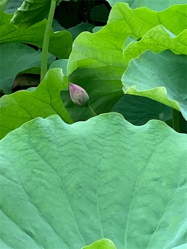 f:id:happyunagi-yuko:20200620220519j:image