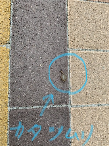 f:id:happyunagi-yuko:20200717113128j:image f:id:happyunagi-yuko:20200717113128j:image