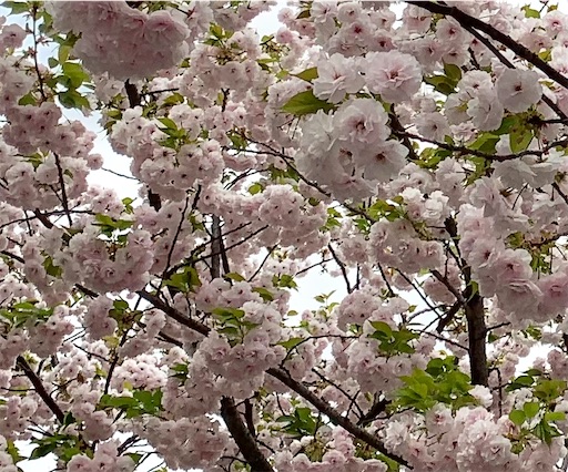 f:id:happyunagi-yuko:20210402184836j:image