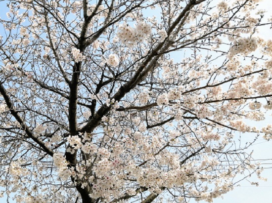 f:id:happyupon:20200323110652j:plain