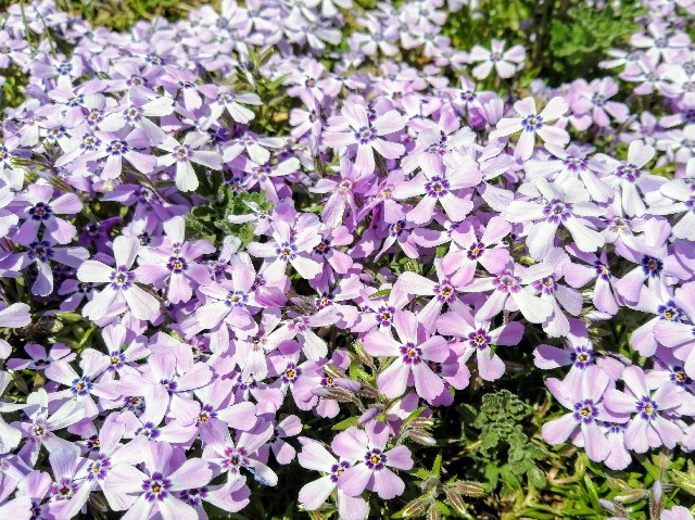 f:id:happyupon:20200323112556j:image