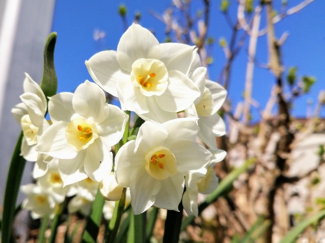 f:id:happyupon:20200323112611j:image