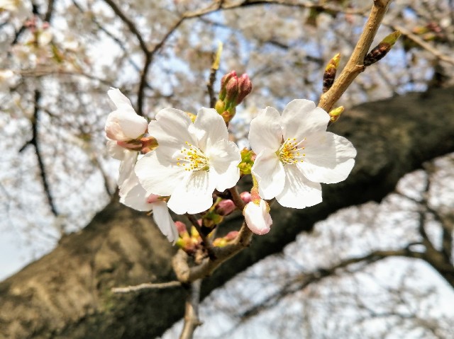 f:id:happyupon:20200323112829j:image