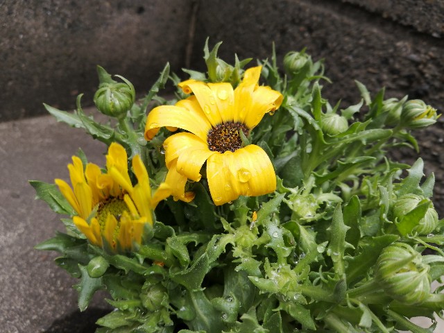 f:id:happyupon:20200323113135j:image