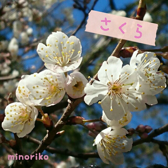 f:id:happywhiteflower:20160315131648j:image f:id:happywhiteflower:20160315131648j:image