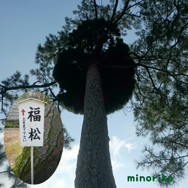 f:id:happywhiteflower:20160322111451j:image f:id:happywhiteflower:20160322111451j:image