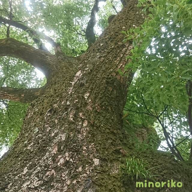 f:id:happywhiteflower:20160715204105j:image f:id:happywhiteflower:20160715204105j:image