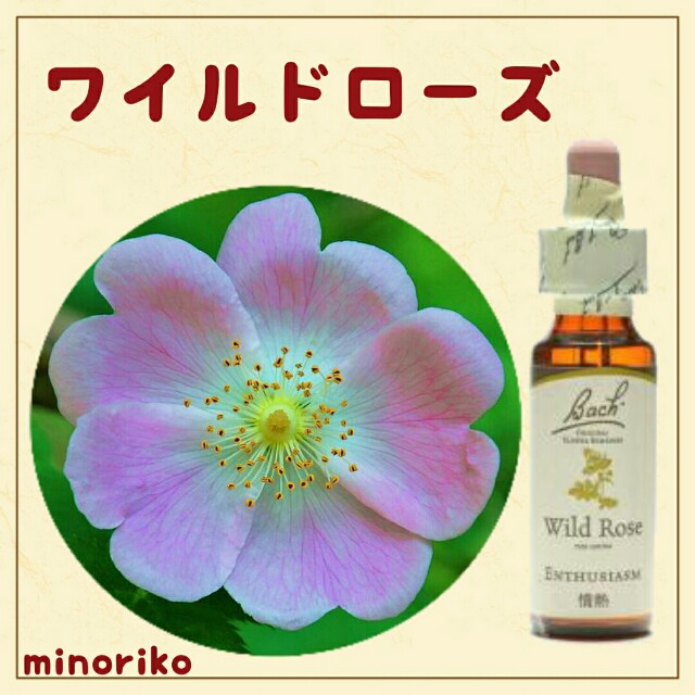 f:id:happywhiteflower:20160802200901j:image f:id:happywhiteflower:20160802200901j:image