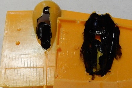 f:id:hara-potter:20150613111751j:image f:id:hara-potter:20150613111751j:image