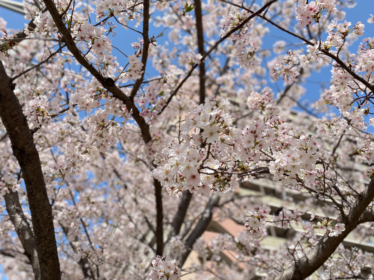 f:id:harada0205:20210404101918p:plain