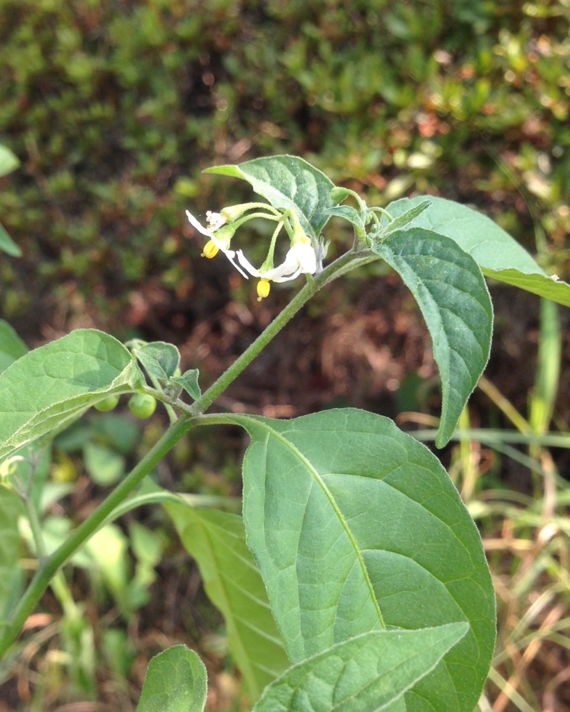 f:id:haradamasaru:20160806093345j:plain