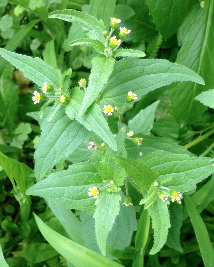 f:id:haradamasaru:20160806093937j:plain