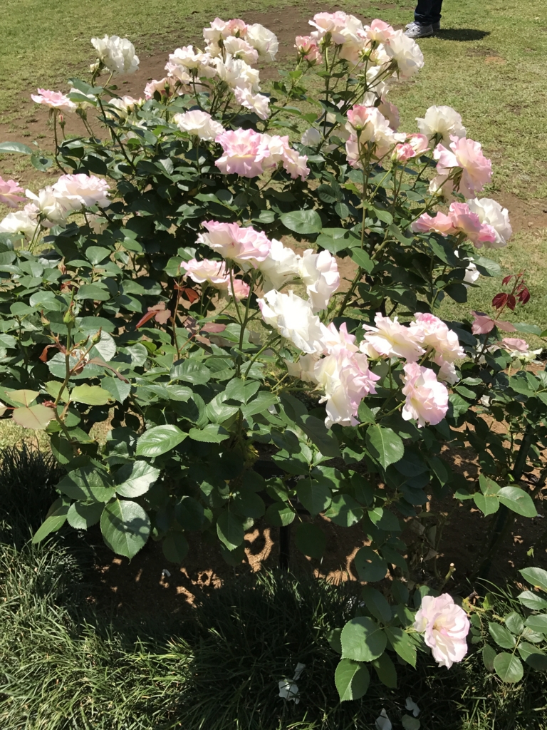 f:id:haradamasaru:20170521230824j:plain