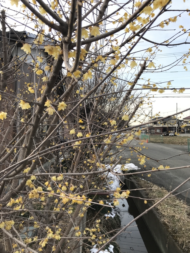 f:id:haradamasaru:20180131161141j:plain f:id:haradamasaru:20180131161141j:plain