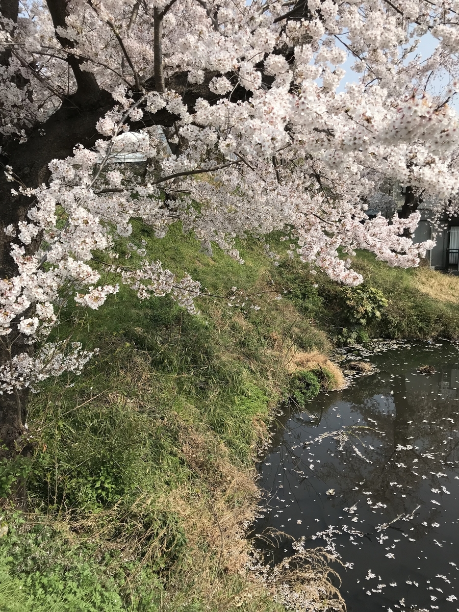 f:id:haradamasaru:20190407220232j:plain