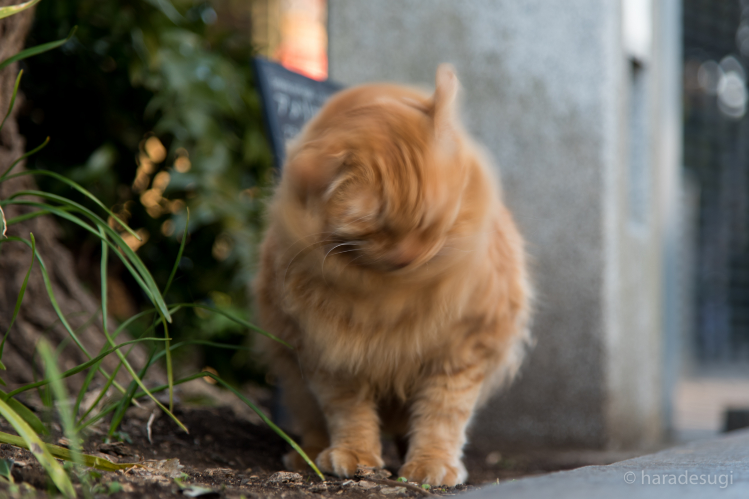 f:id:haradesugi:20170305145108j:plain f:id:haradesugi:20170305145108j:plain