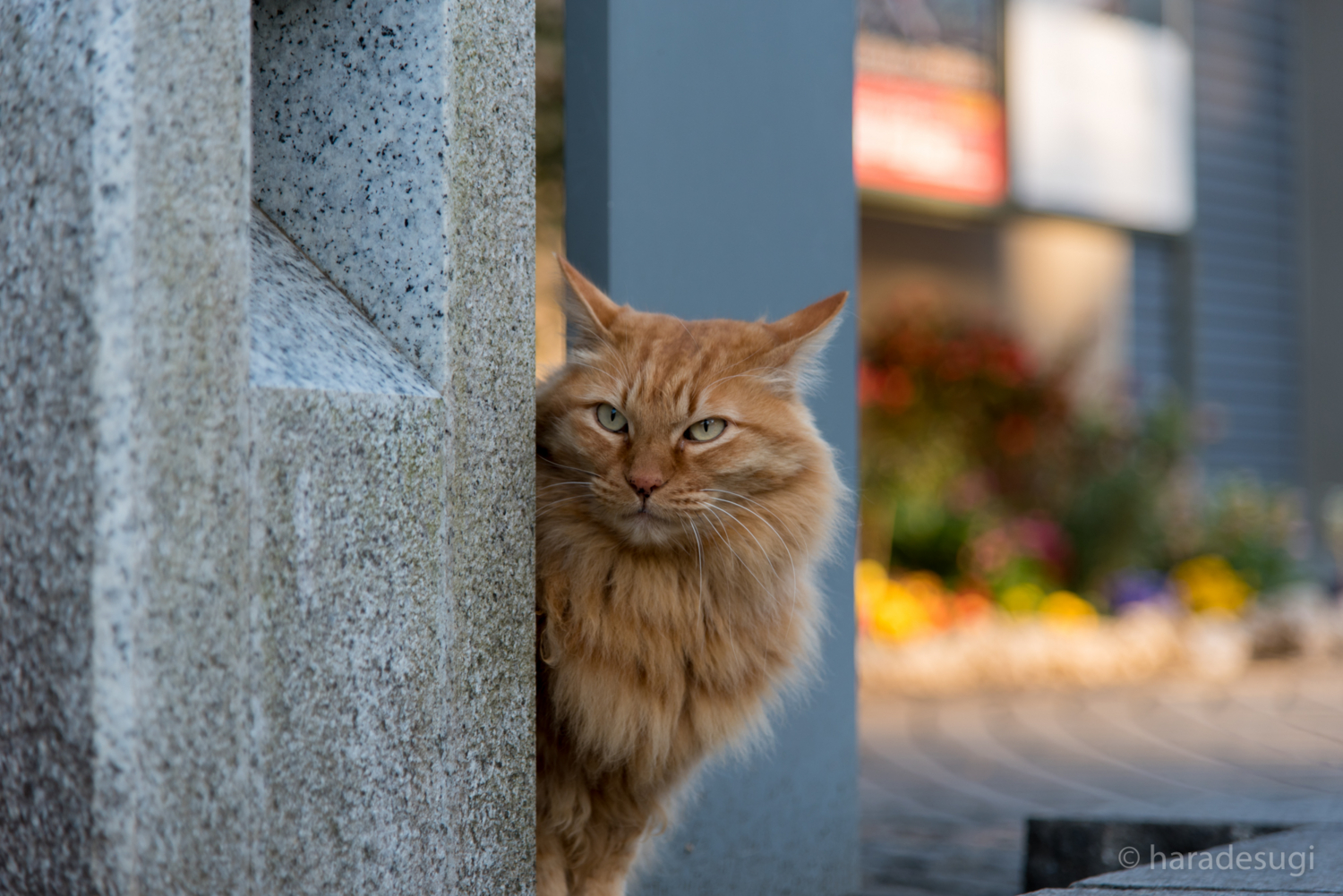 f:id:haradesugi:20170305145109j:plain f:id:haradesugi:20170305145109j:plain