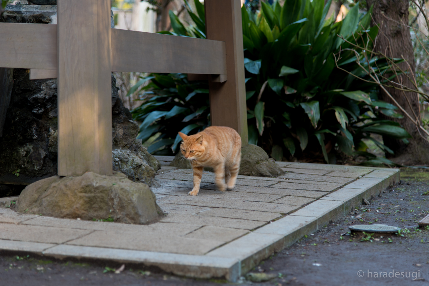 f:id:haradesugi:20170305145113j:plain f:id:haradesugi:20170305145113j:plain