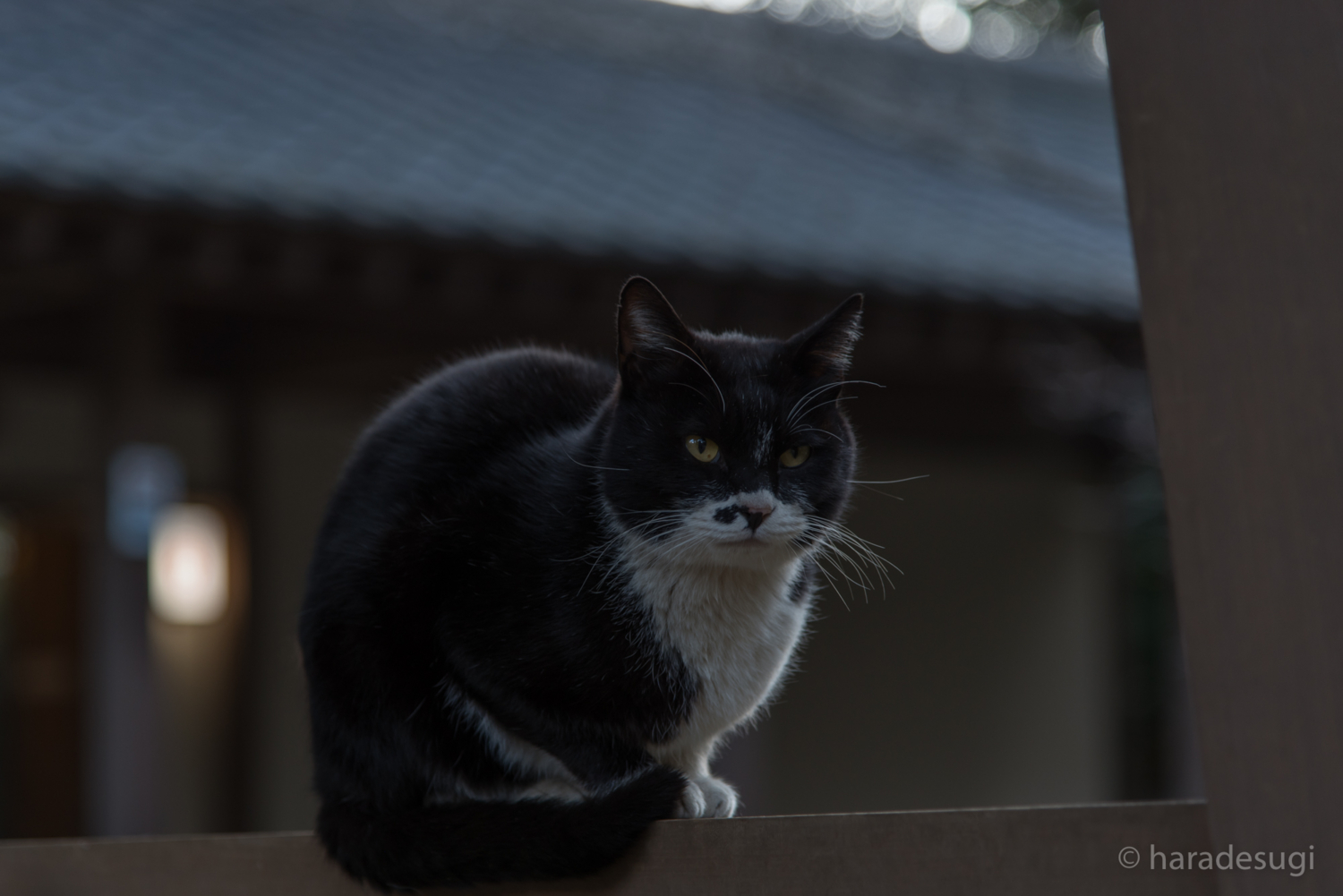 f:id:haradesugi:20170305145115j:plain f:id:haradesugi:20170305145115j:plain