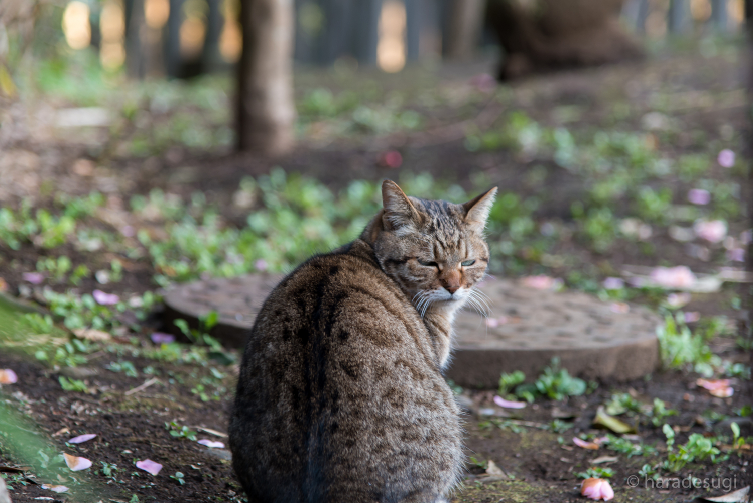 f:id:haradesugi:20170305145117j:plain f:id:haradesugi:20170305145117j:plain