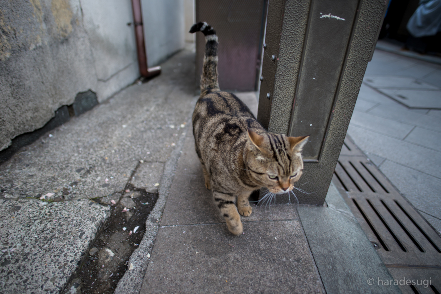 f:id:haradesugi:20170305145126j:plain f:id:haradesugi:20170305145126j:plain