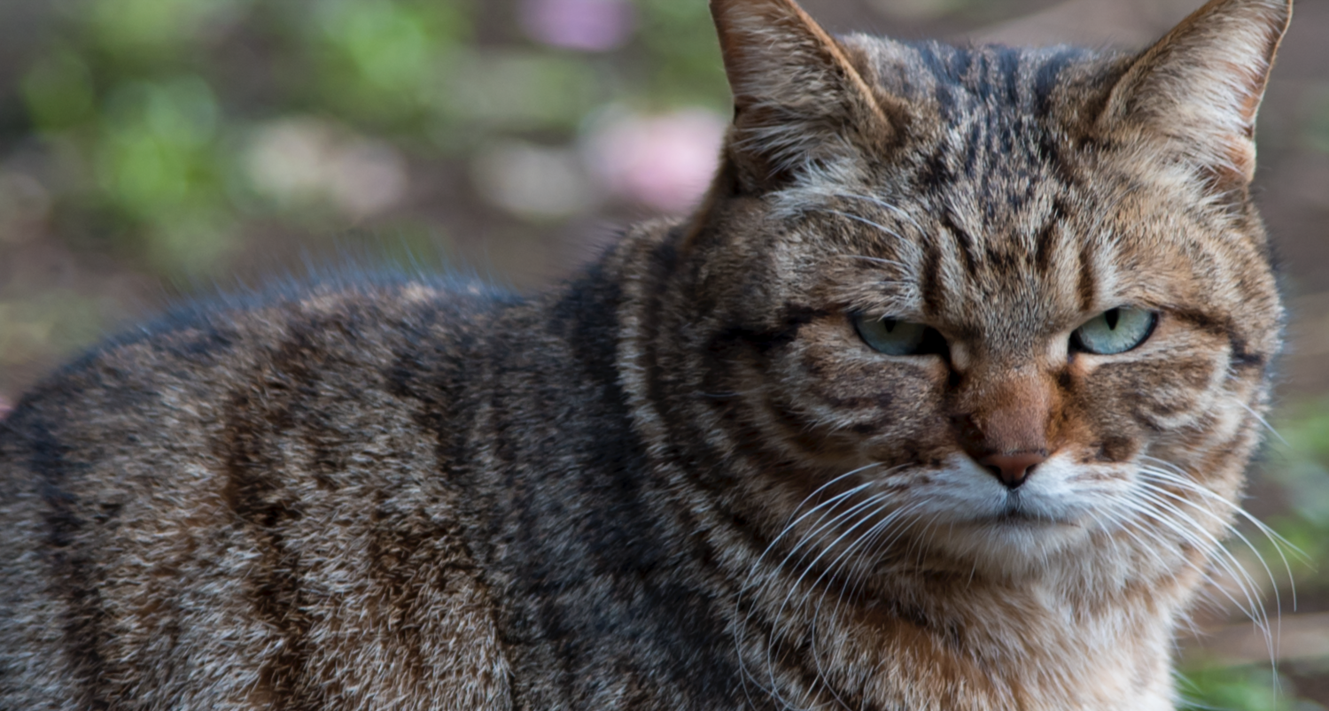 f:id:haradesugi:20170305154302p:plain f:id:haradesugi:20170305154302p:plain