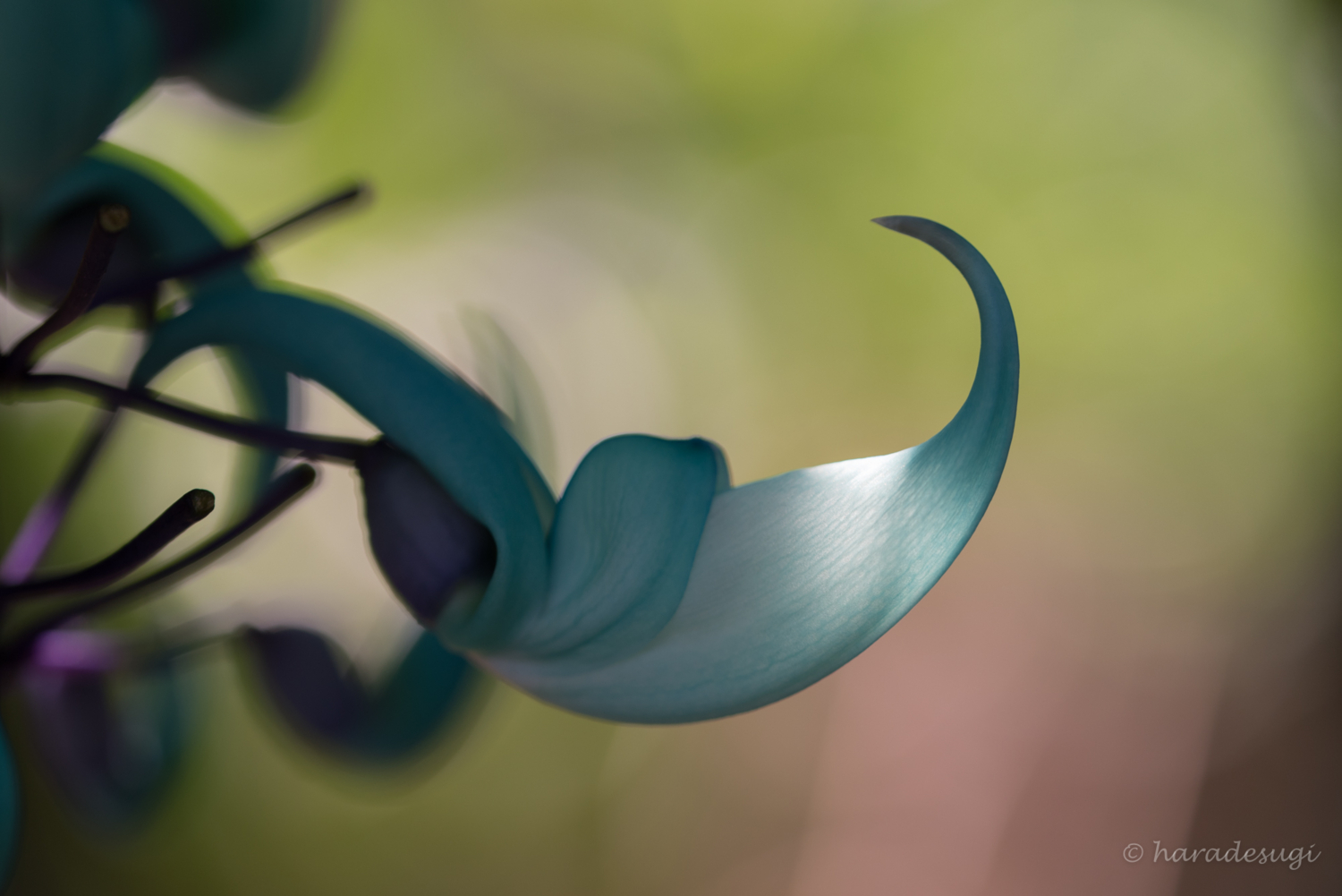 f:id:haradesugi:20170321221525j:plain