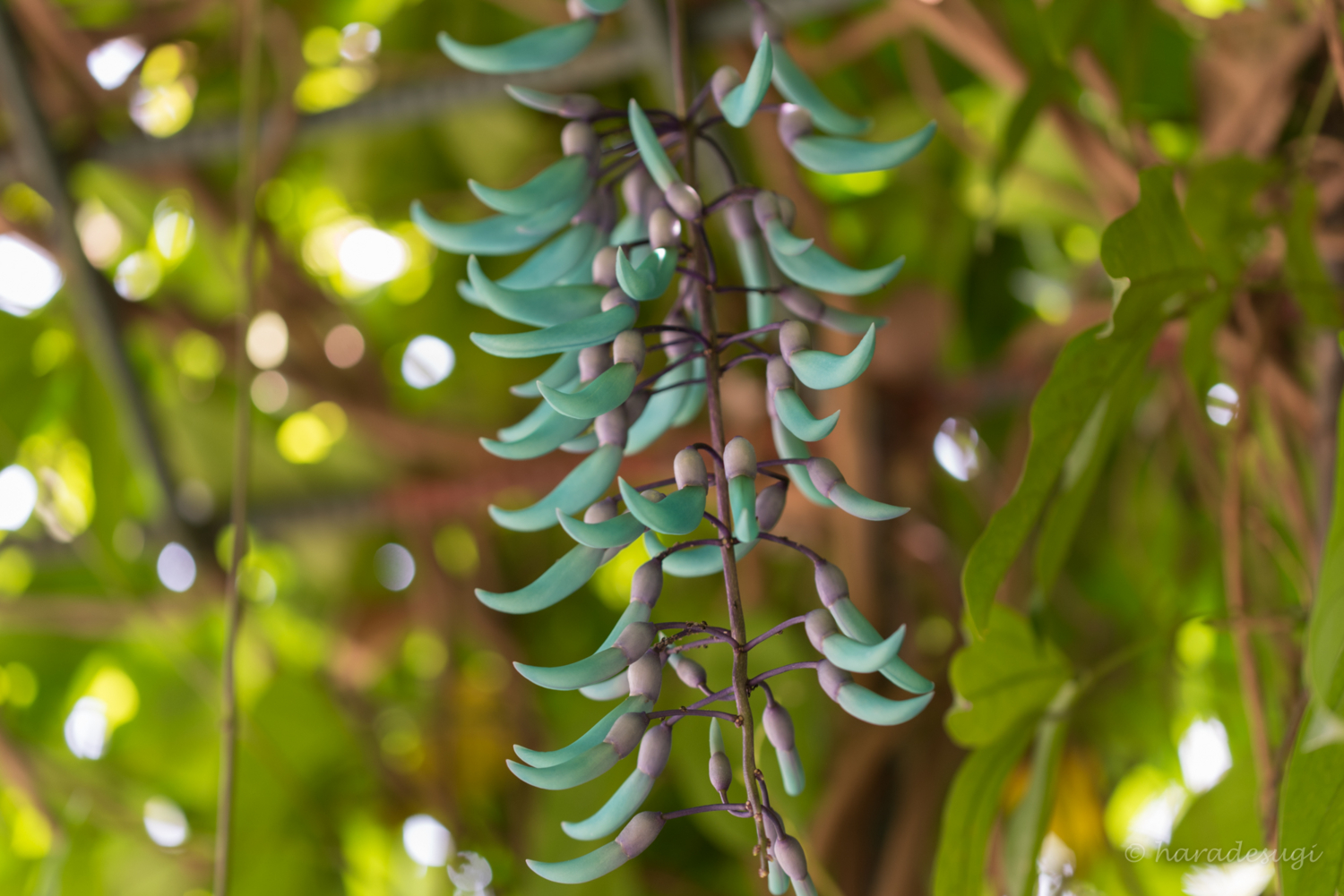 f:id:haradesugi:20170321221611j:plain