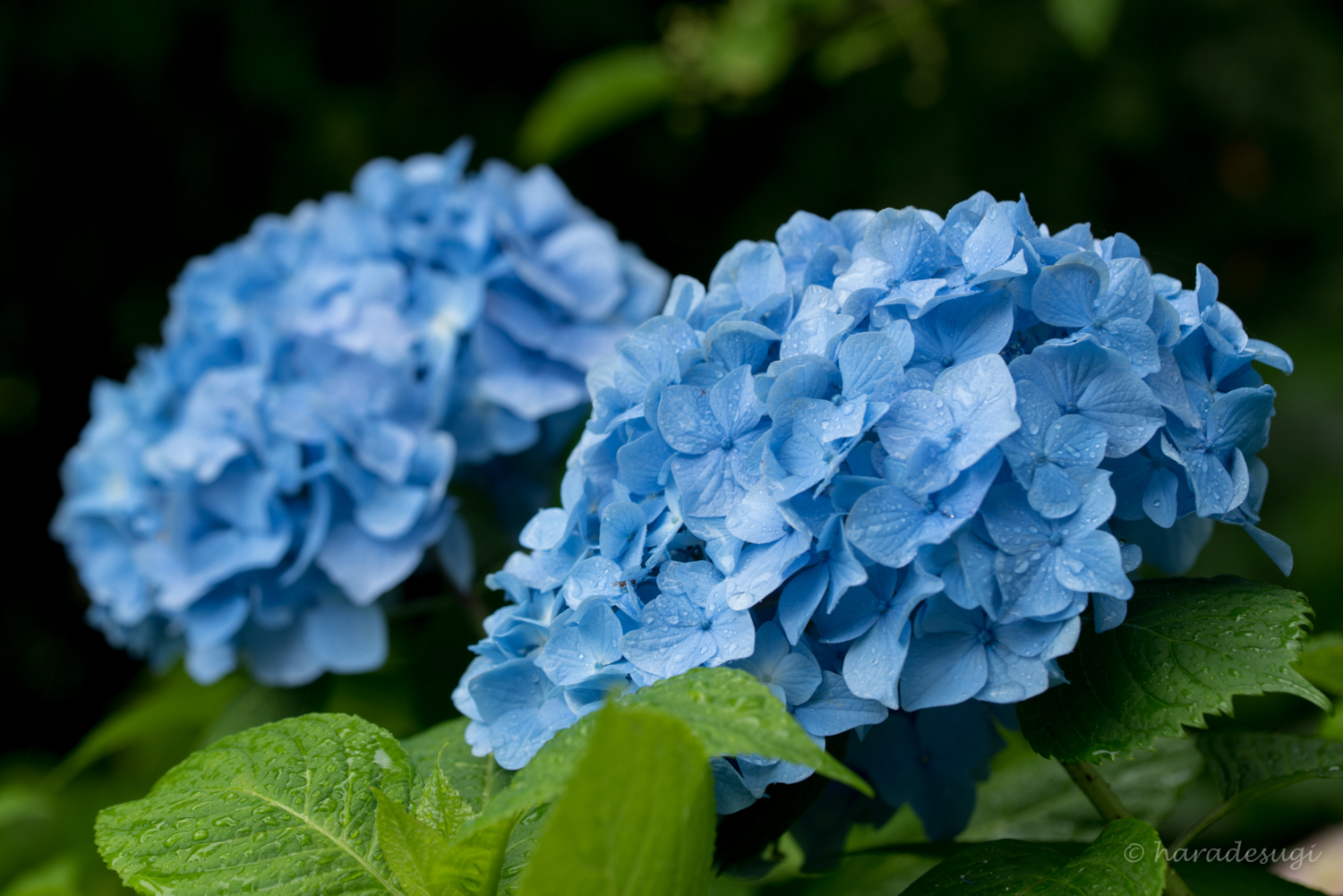 f:id:haradesugi:20170608204554j:plain