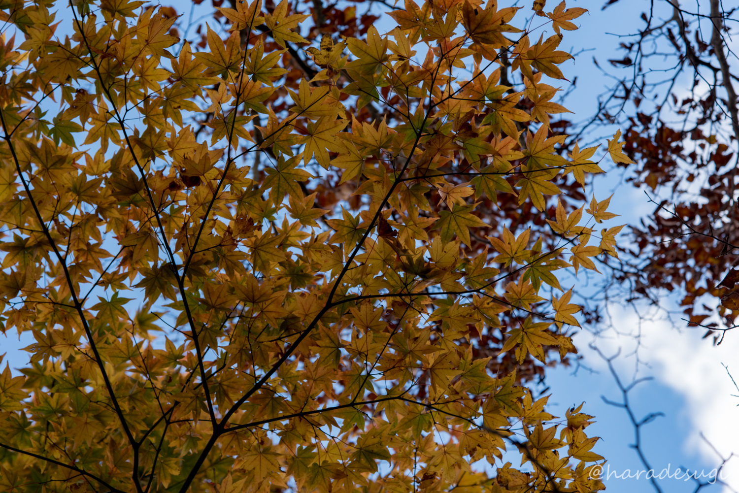 f:id:haradesugi:20171105192855j:plain f:id:haradesugi:20171105192855j:plain