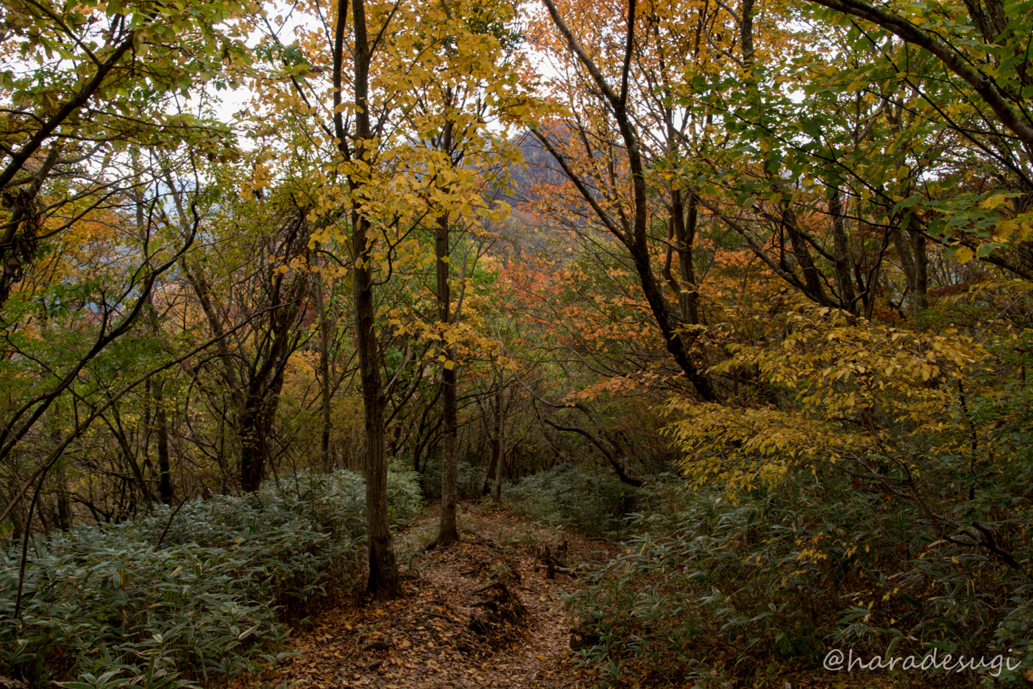 f:id:haradesugi:20171105192907j:plain f:id:haradesugi:20171105192907j:plain