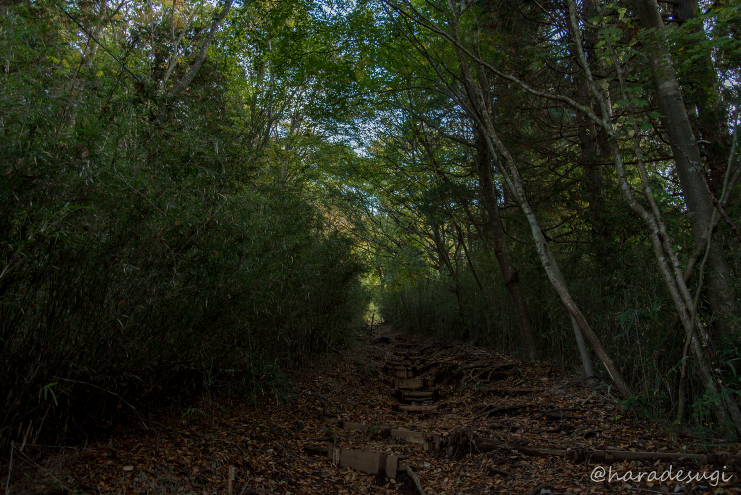 f:id:haradesugi:20171105193032j:plain f:id:haradesugi:20171105193032j:plain