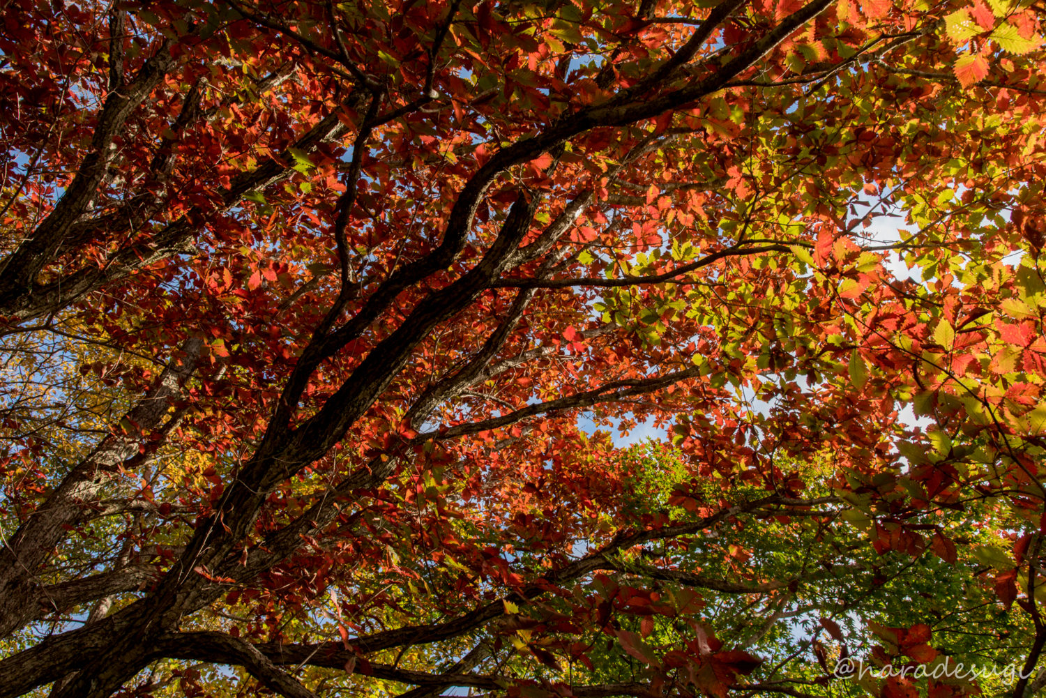 f:id:haradesugi:20171105193119j:plain f:id:haradesugi:20171105193119j:plain