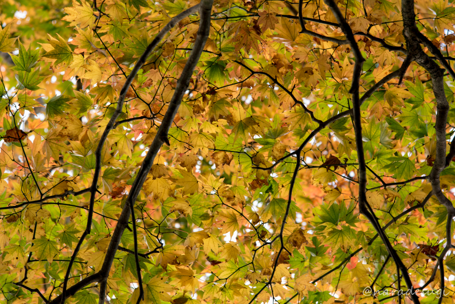 f:id:haradesugi:20171105193128j:plain f:id:haradesugi:20171105193128j:plain