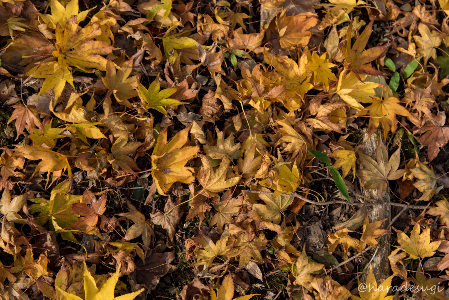 f:id:haradesugi:20171105193145j:plain f:id:haradesugi:20171105193145j:plain