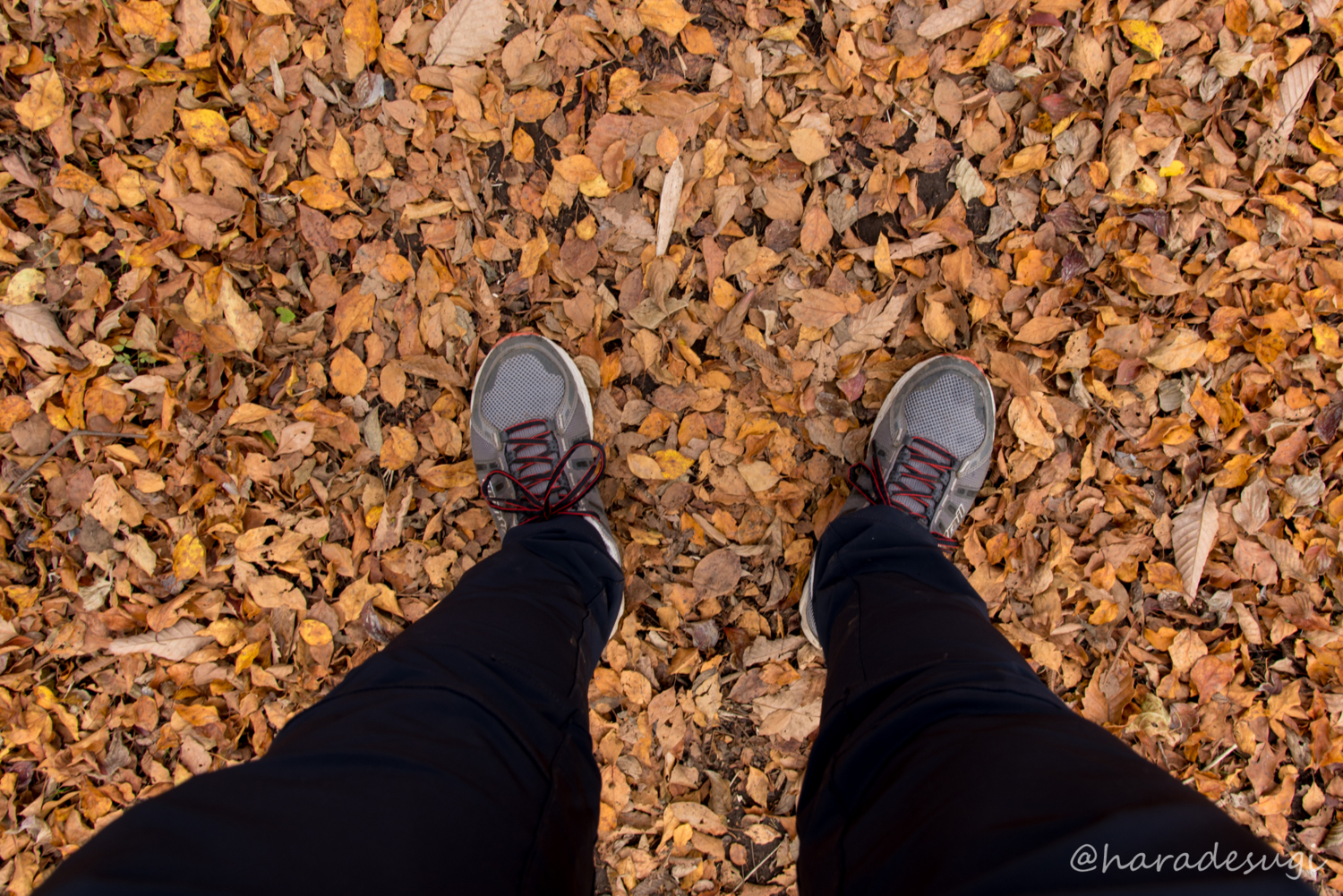 f:id:haradesugi:20171105193226j:plain f:id:haradesugi:20171105193226j:plain