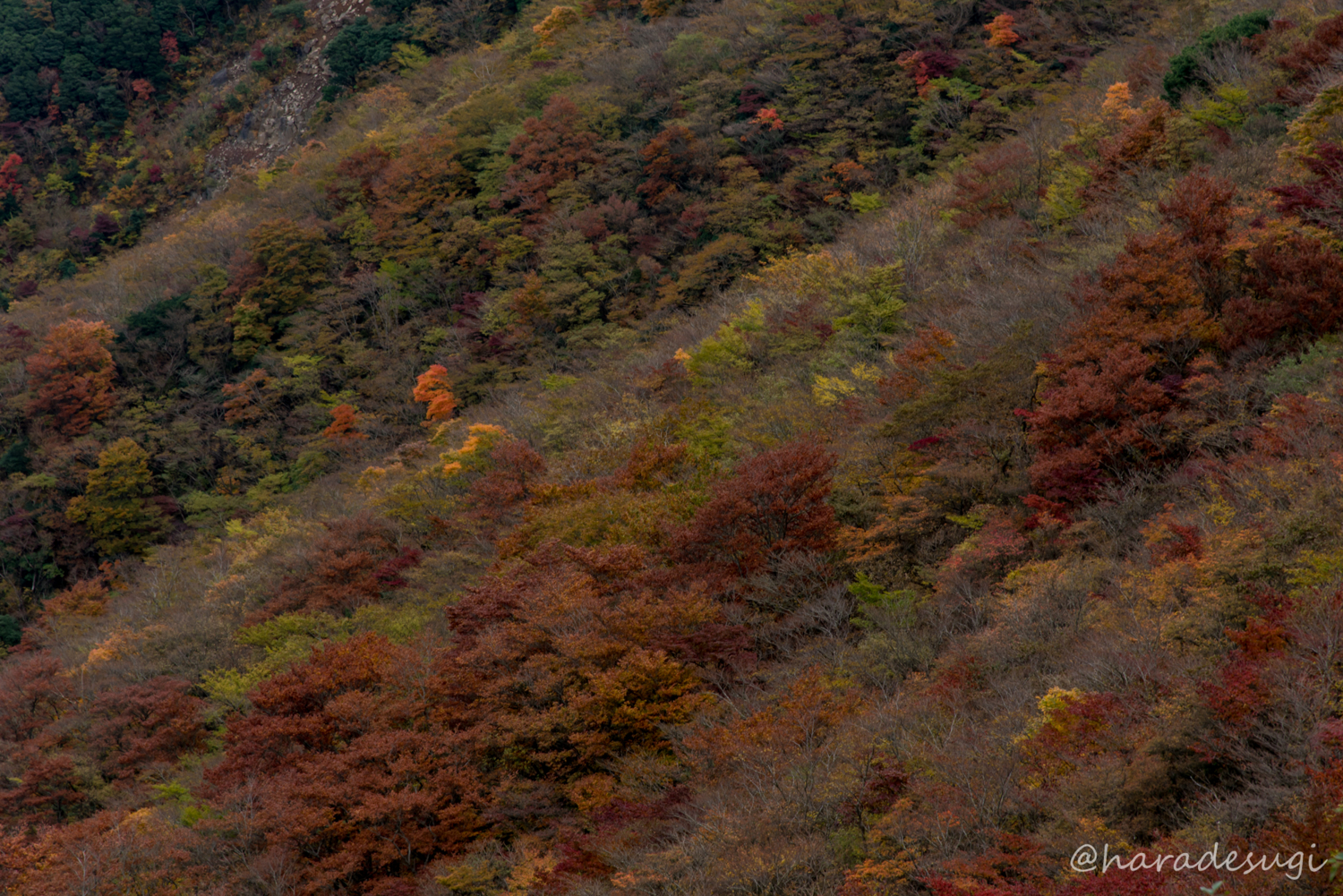 f:id:haradesugi:20171105193234j:plain f:id:haradesugi:20171105193234j:plain