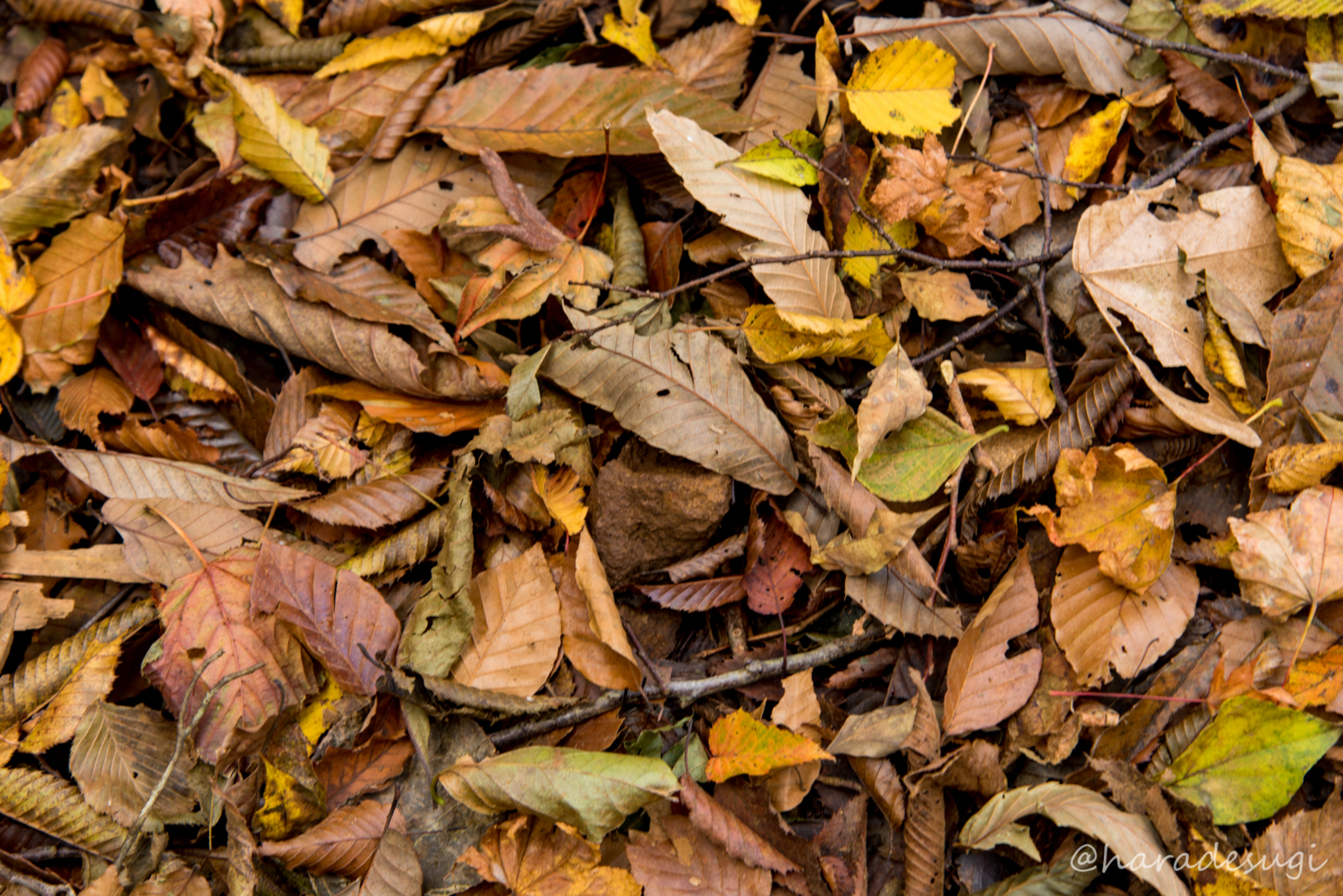 f:id:haradesugi:20171105193320j:plain f:id:haradesugi:20171105193320j:plain