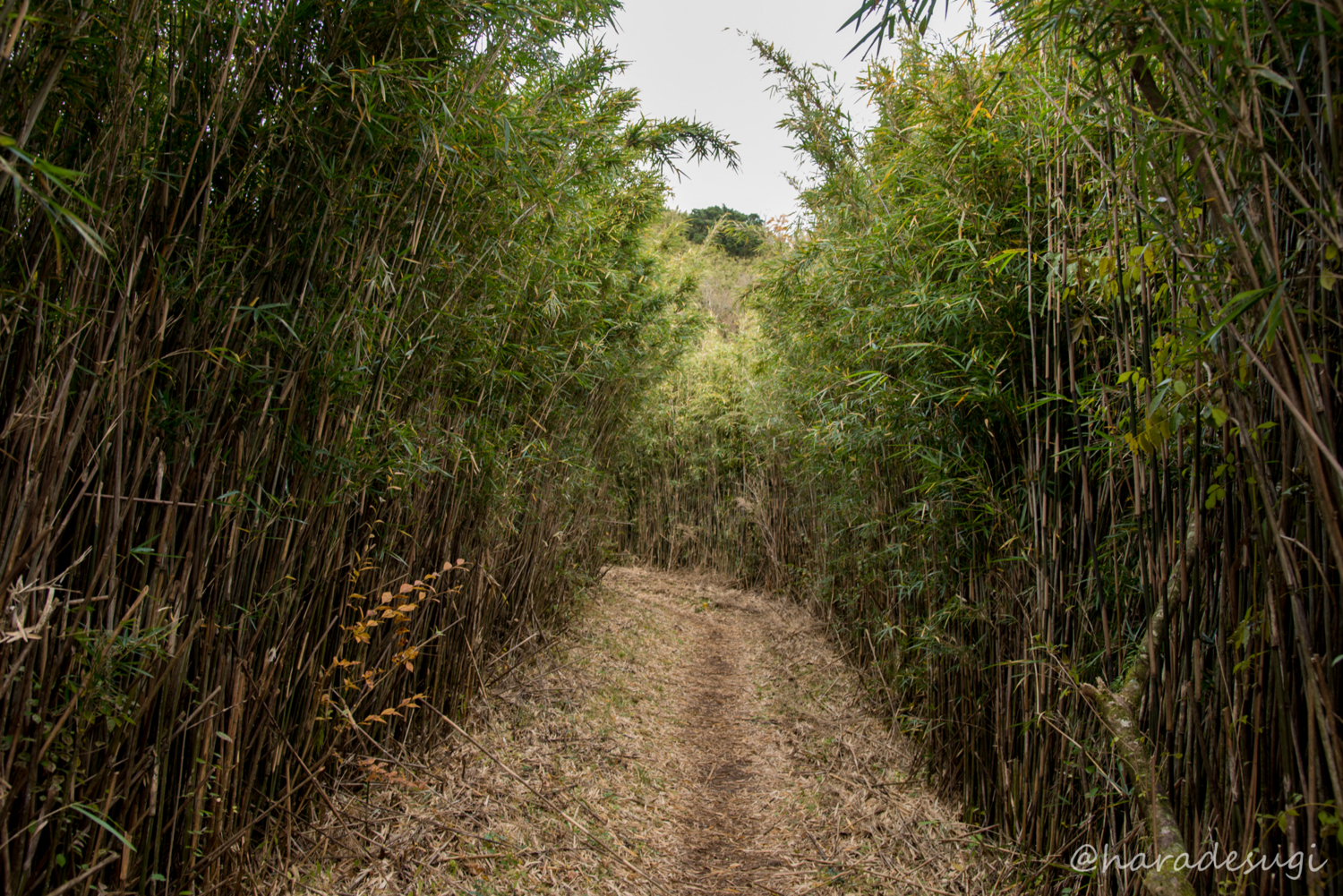 f:id:haradesugi:20171105193330j:plain f:id:haradesugi:20171105193330j:plain