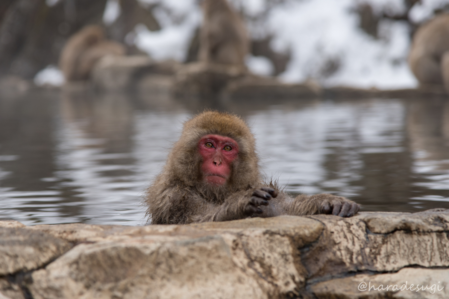 地獄谷野猿公苑で温泉に入るニホンザル Snow Monkey を撮影してきた はらですぎ 地獄谷野猿公苑で温泉に入るニホンザル Snow Monkey を撮影してきた はらですぎ