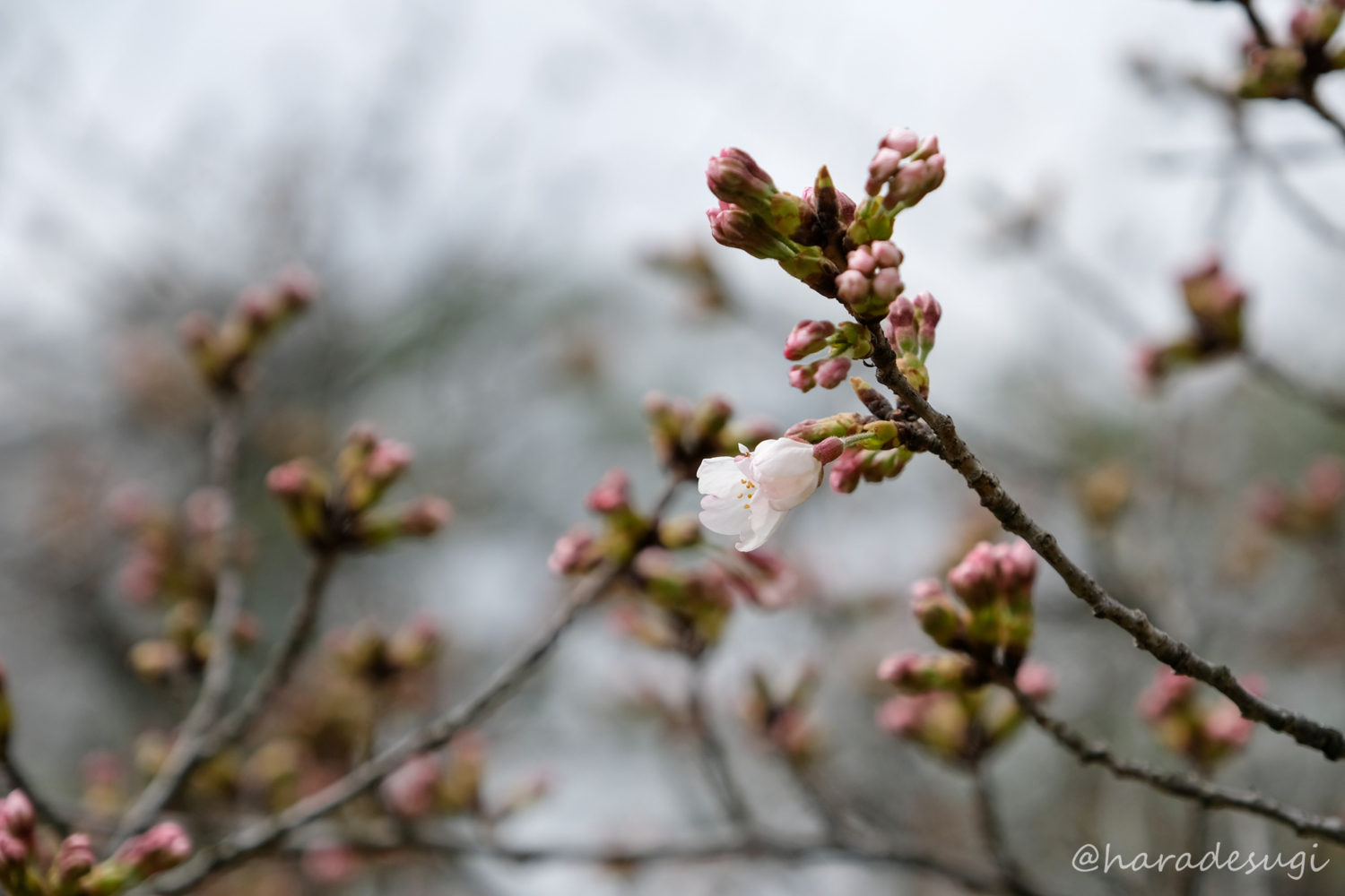 f:id:haradesugi:20180319202238j:plain