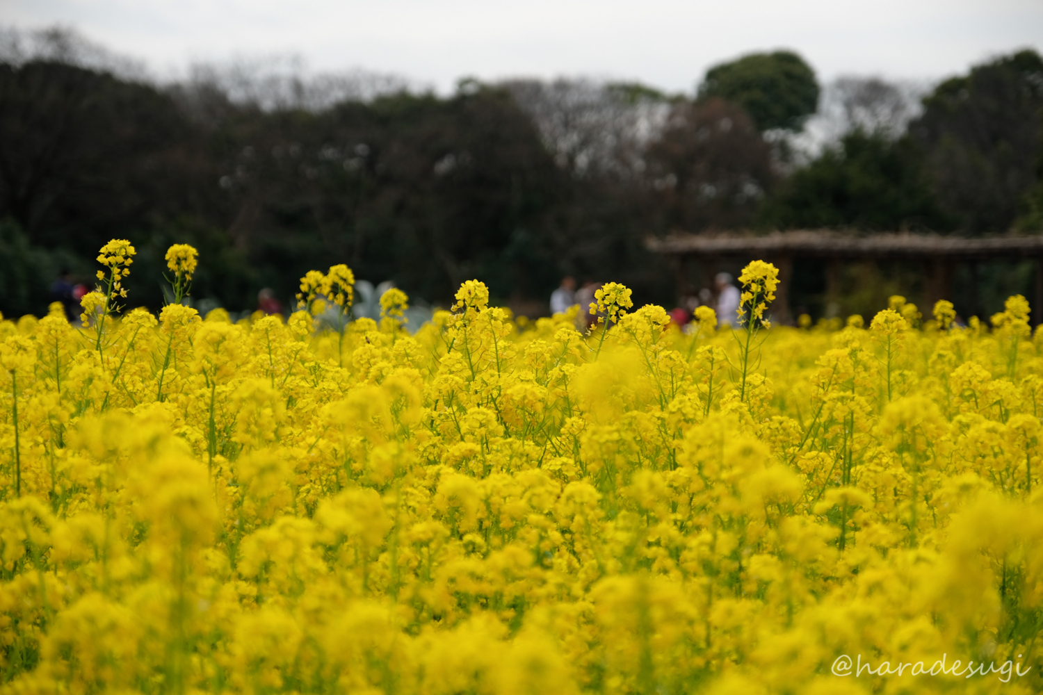 f:id:haradesugi:20180319202259j:plain